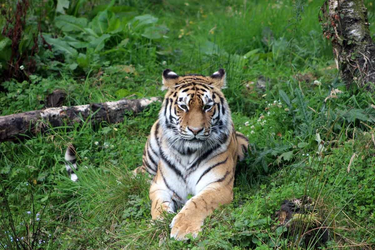 Edinburgh Zoo